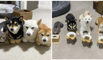 Кот, живущий с тремя псами