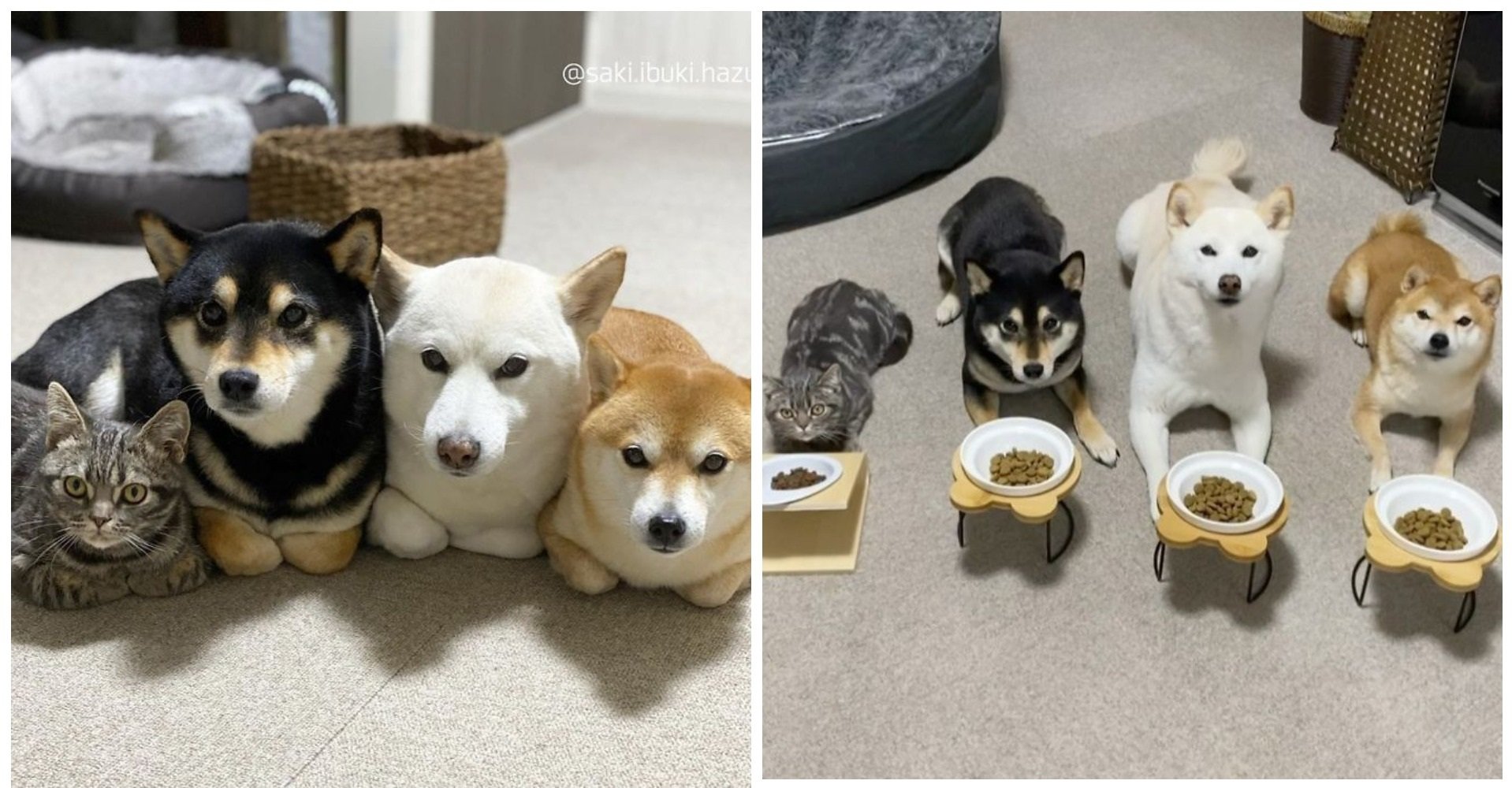 Кот, живущий с тремя псами