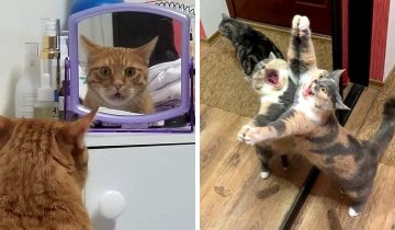 Котики и зеркала