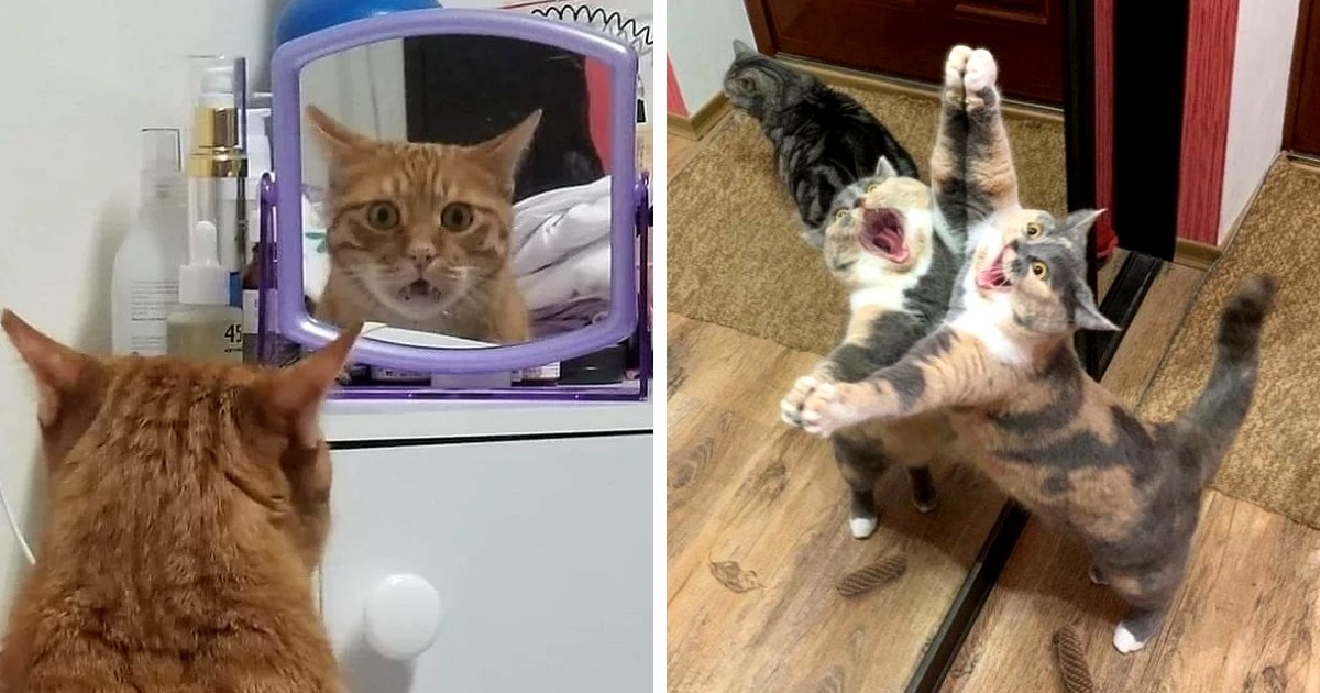 Котики и зеркала