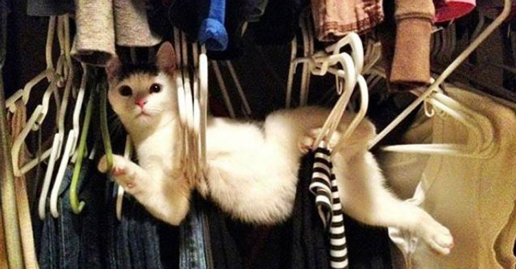 любят прятаться кошки