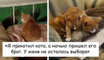 Животные знают