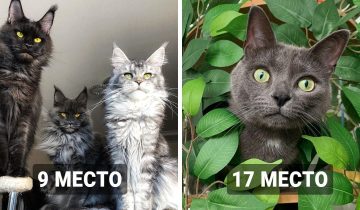 Самые красивые кошки