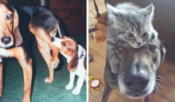 Коты и собаки получили
