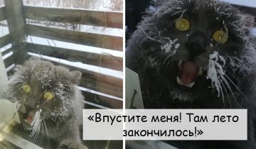 Коты впервые покинули дом