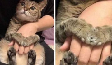 Котики стали главными