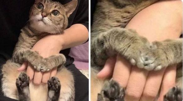 Котики стали главными