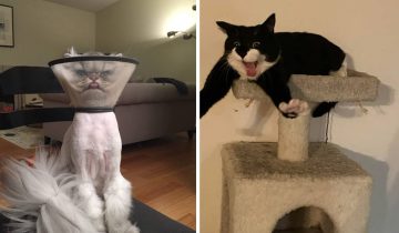 Котогеничность отсутствует напрочь