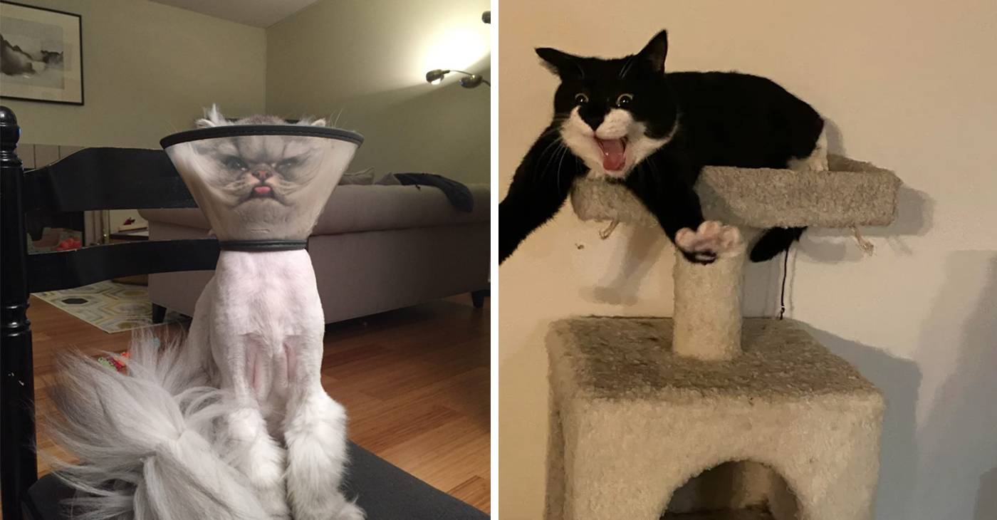Котогеничность отсутствует напрочь