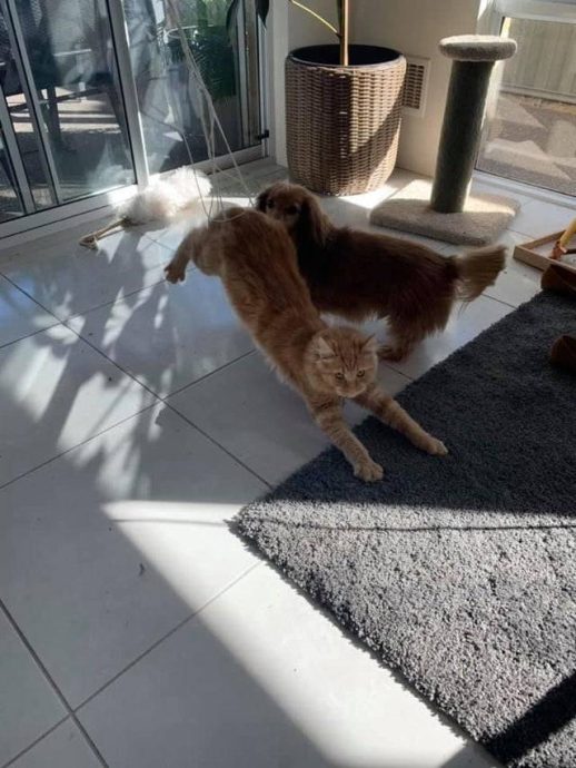 Котогеничность отсутствует напрочь