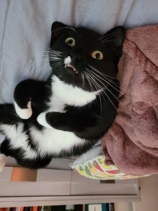 Котогеничность отсутствует напрочь