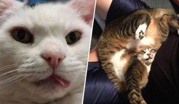 Котики нуждаются в перезагрузке