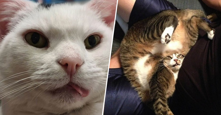 Котики нуждаются в перезагрузке
