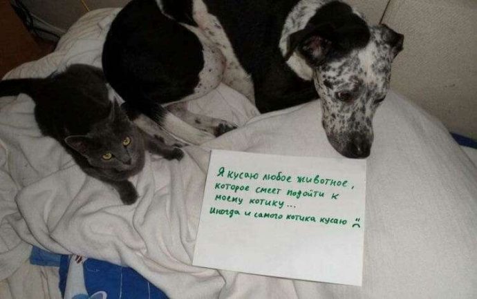 Очаровательные песы