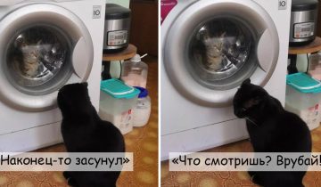 Два кота всегда лучше