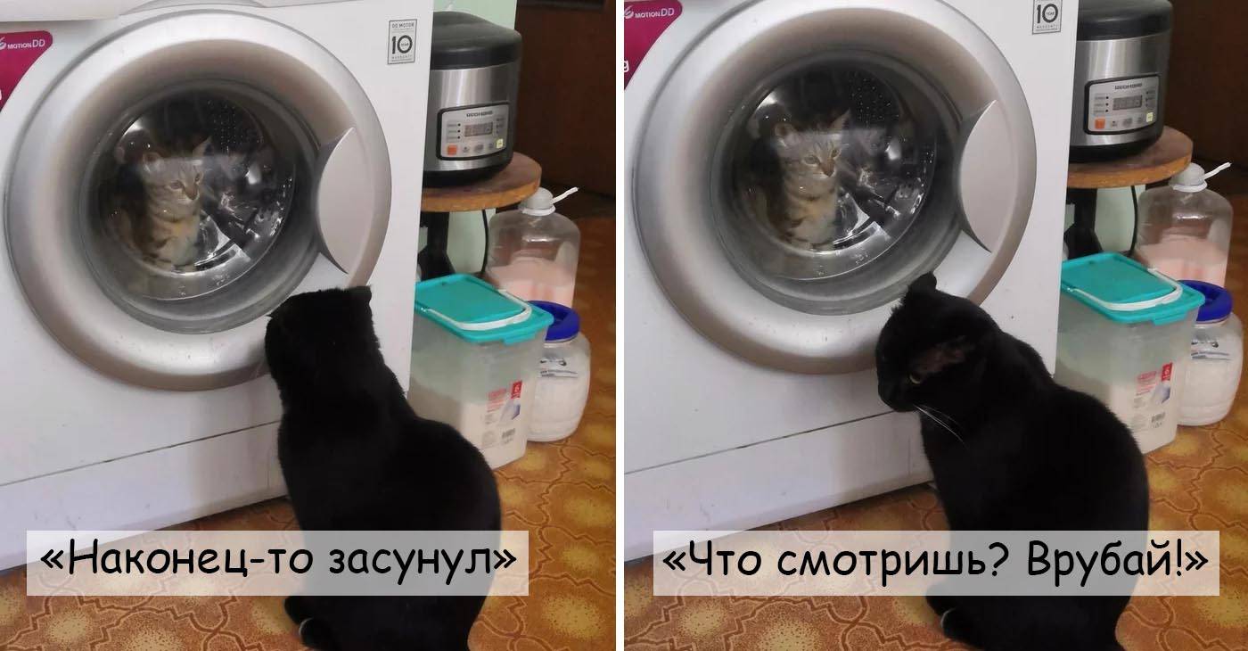 Два кота всегда лучше