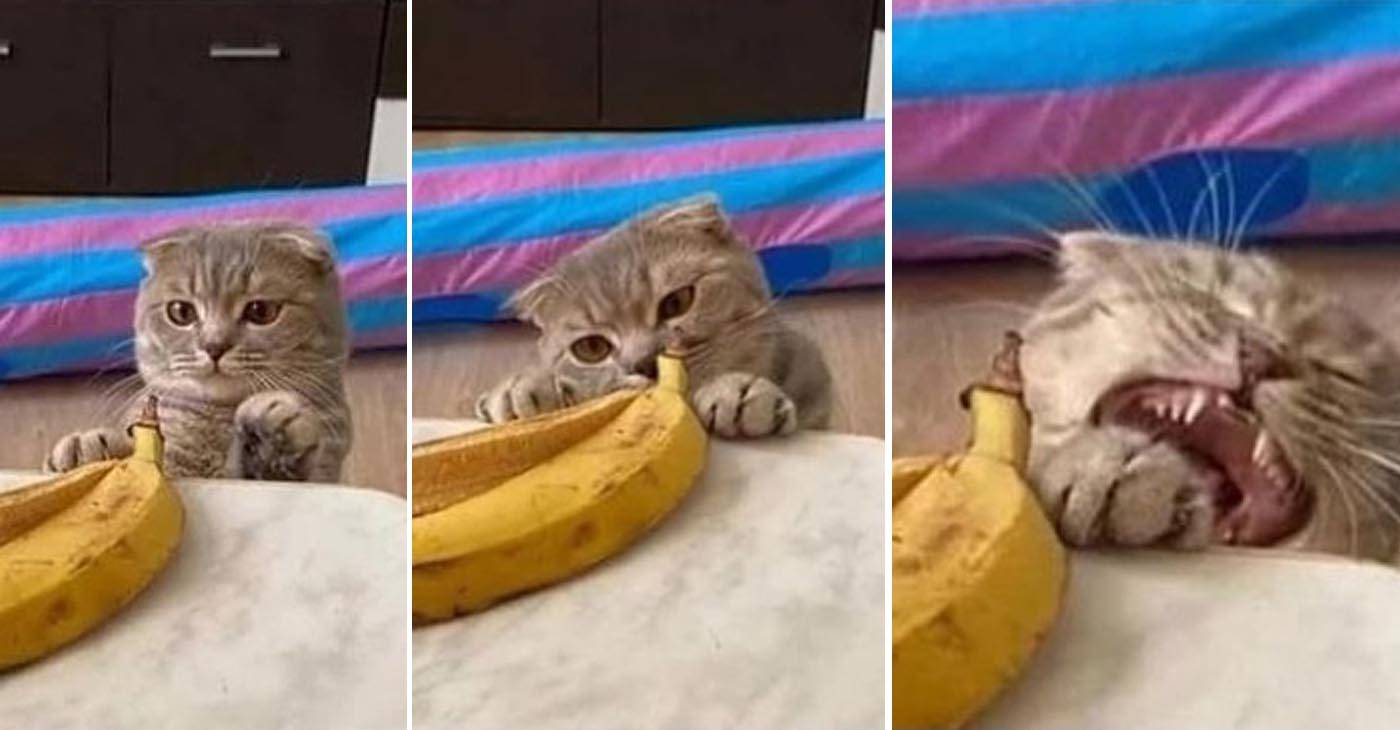 Как котики относятся к еде