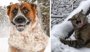 искренне радуются снегу