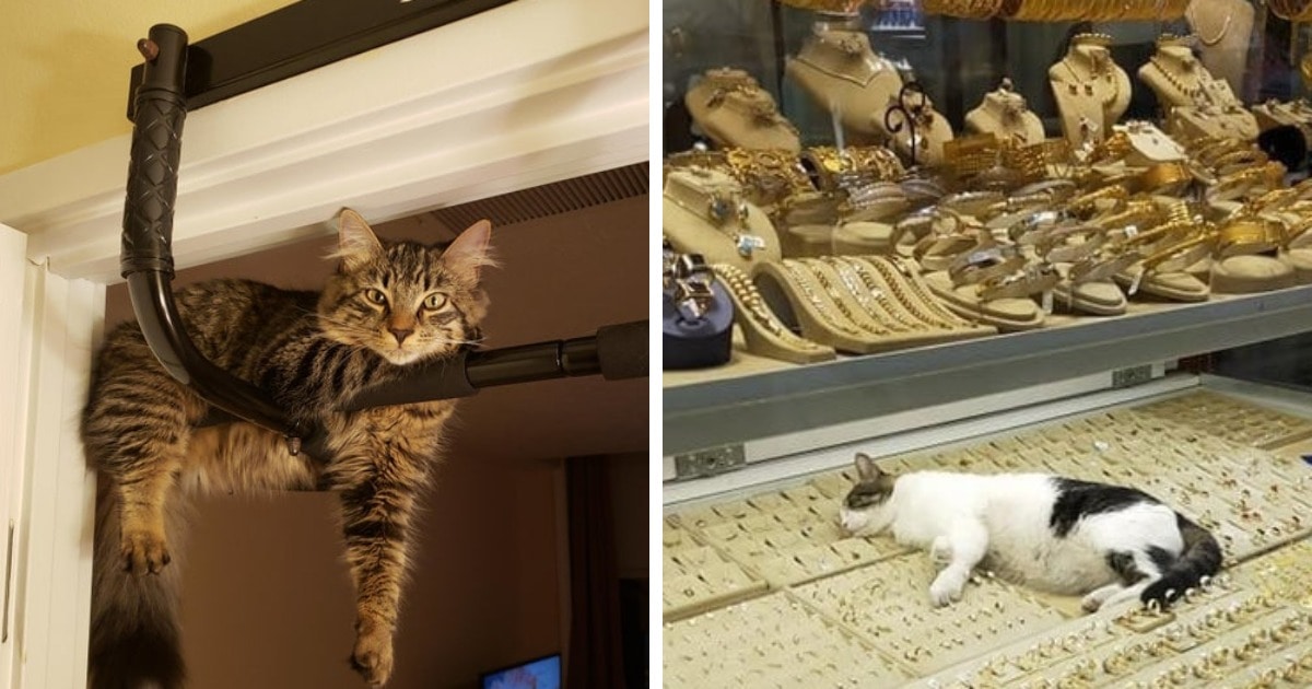 Коты могут релаксировать