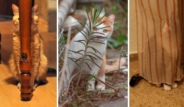 Коты любят наблюдать