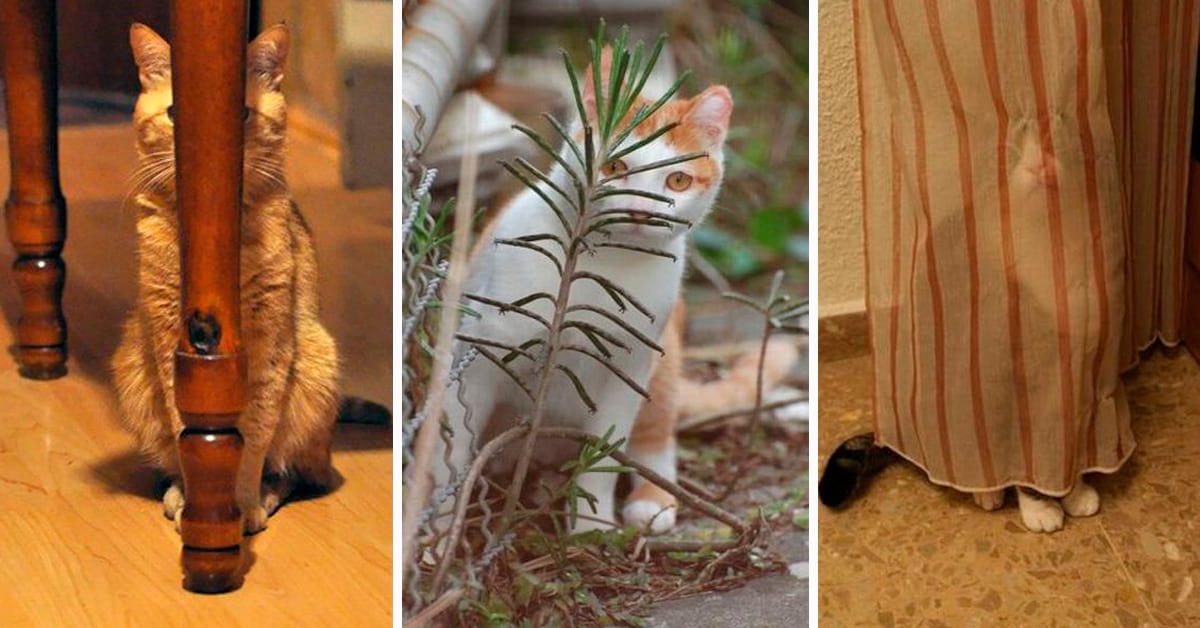 Коты любят наблюдать