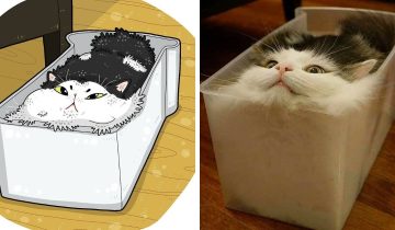 Мемы с котами
