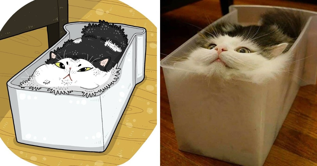 Мемы с котами