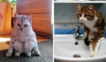 Коты научились сидеть