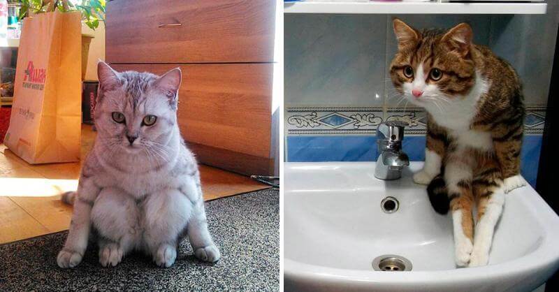 Коты научились сидеть