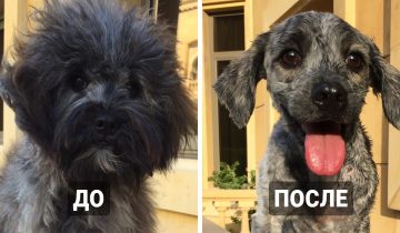 После стрижки питомцы