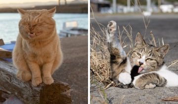 Забавные уличные коты