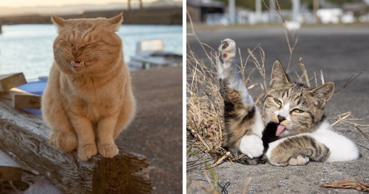 Забавные уличные коты